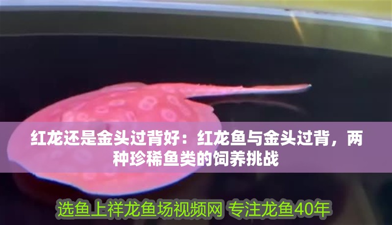 紅龍還是金頭過背好：紅龍魚與金頭過背，兩種珍稀魚類的飼養挑戰