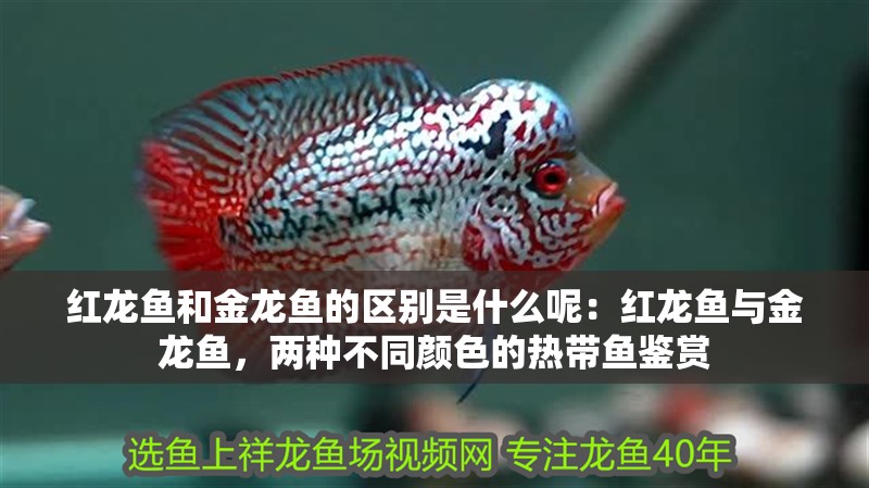 紅龍魚和金龍魚的區別是什么呢：紅龍魚與金龍魚，兩種不同顏色的熱帶魚鑒賞