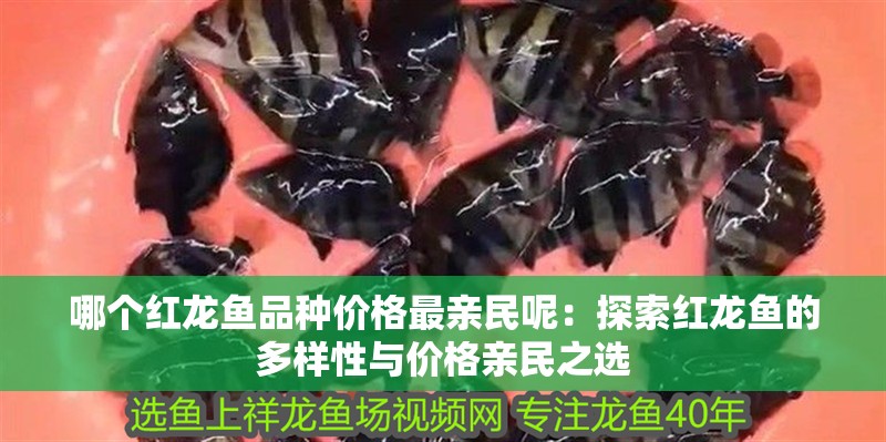 哪個紅龍魚品種價格最親民呢：探索紅龍魚的多樣性與價格親民之選