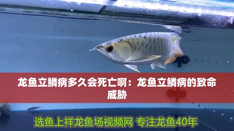 龍魚立鱗病多久會死亡啊：龍魚立鱗病的致命威脅