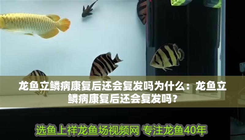 龍魚立鱗病康復后還會復發嗎為什么：龍魚立鱗病康復后還會復發嗎？