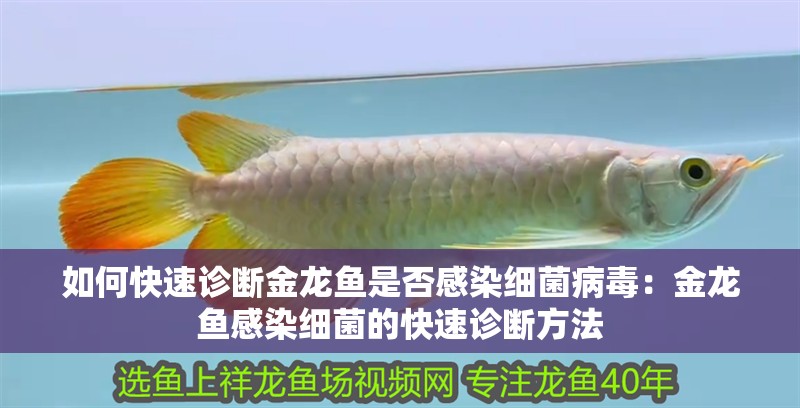 如何快速診斷金龍魚是否感染細菌病毒：金龍魚感染細菌的快速診斷方法