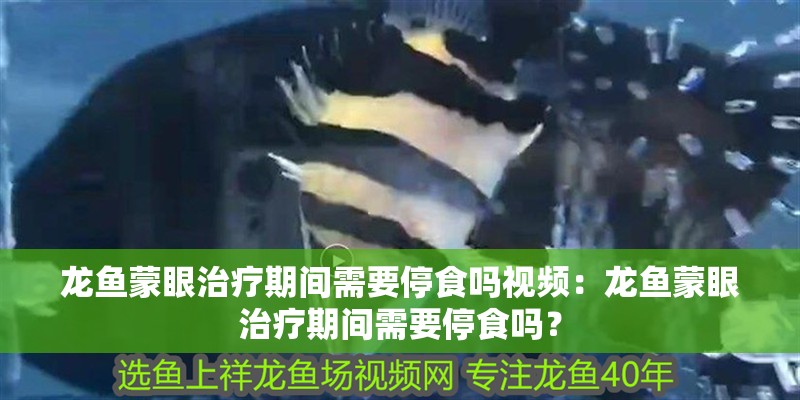 龍魚蒙眼治療期間需要停食嗎視頻：龍魚蒙眼治療期間需要停食嗎？