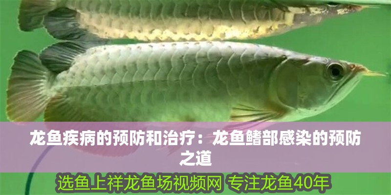 龍魚疾病的預(yù)防和治療：龍魚鰭部感染的預(yù)防之道