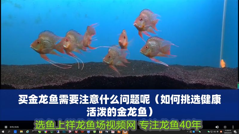 買金龍魚需要注意什么問題呢（如何挑選健康活潑的金龍魚） 買金龍魚需要注意什么問題呢（如何挑選健康活潑的金龍魚） 龍魚百科 第6張