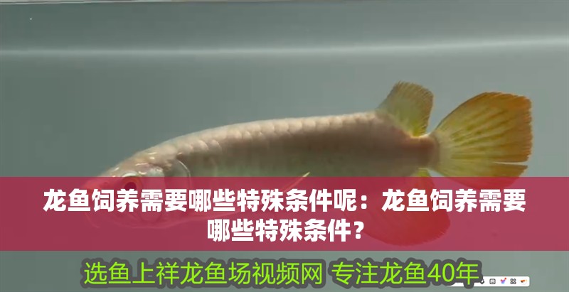 龍魚飼養(yǎng)需要哪些特殊條件呢：龍魚飼養(yǎng)需要哪些特殊條件？