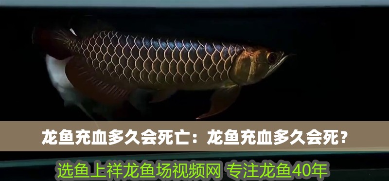龍魚充血多久會死亡：龍魚充血多久會死？