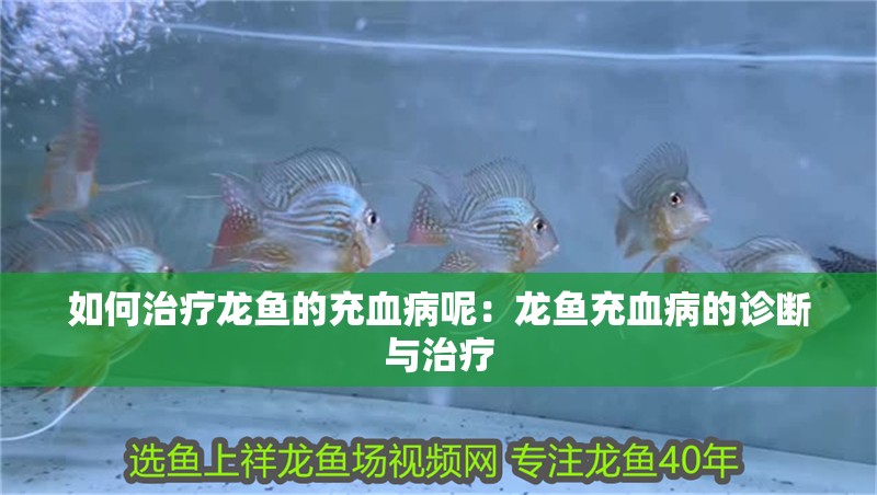 如何治療龍魚的充血病呢：龍魚充血病的診斷與治療