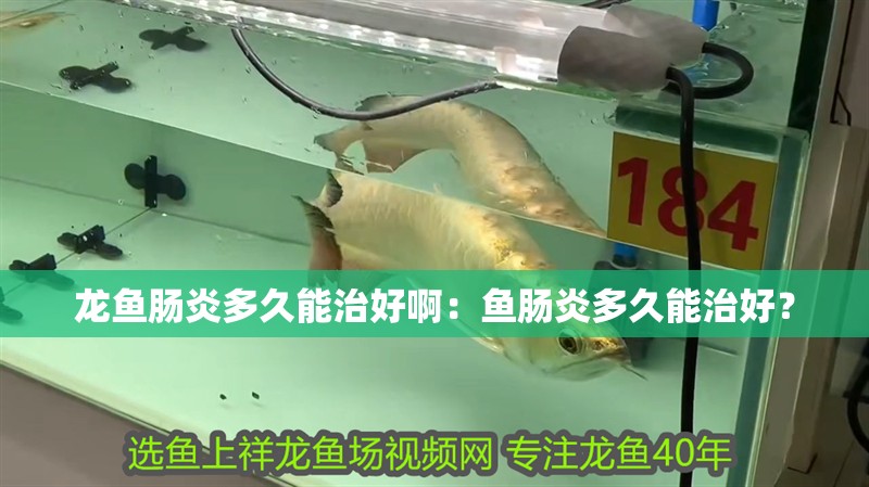 龍魚腸炎多久能治好啊：魚腸炎多久能治好？