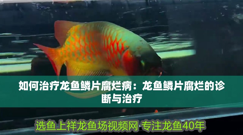 如何治療龍魚鱗片腐爛病：龍魚鱗片腐爛的診斷與治療