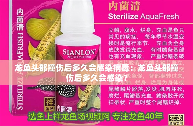 龍魚頭部撞傷后多久會感染病毒：龍魚頭部撞傷后多久會感染？