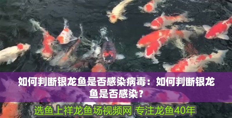 如何判斷銀龍魚是否感染病毒：如何判斷銀龍魚是否感染？