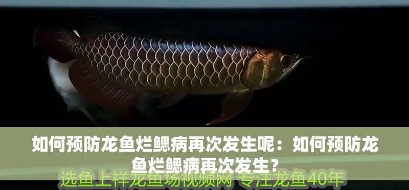 如何預(yù)防龍魚爛鰓病再次發(fā)生呢：如何預(yù)防龍魚爛鰓病再次發(fā)生？
