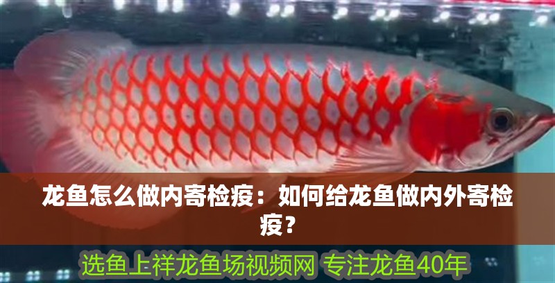 龍魚(yú)怎么做內(nèi)寄檢疫：如何給龍魚(yú)做內(nèi)外寄檢疫？