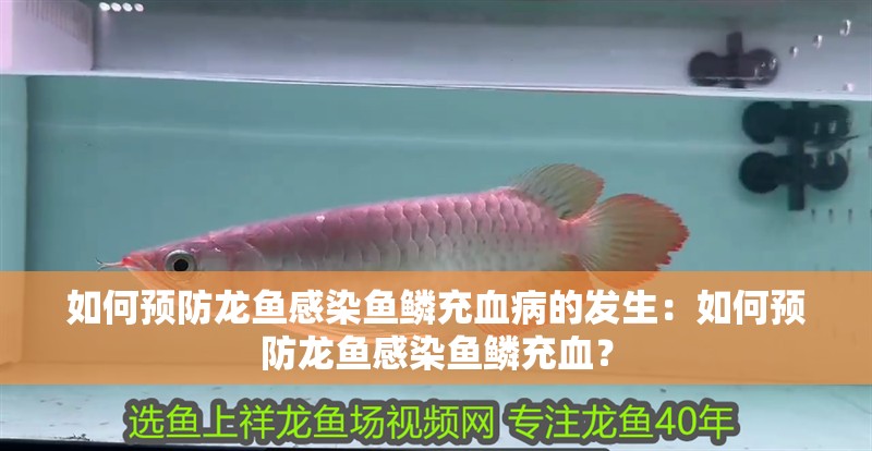 如何預防龍魚感染魚鱗充血病的發生：如何預防龍魚感染魚鱗充血？
