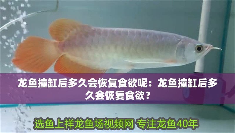 龍魚撞缸后多久會恢復食欲呢：龍魚撞缸后多久會恢復食欲？