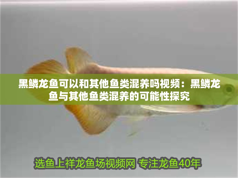 黑鱗龍魚可以和其他魚類混養嗎視頻：黑鱗龍魚與其他魚類混養的可能性探究