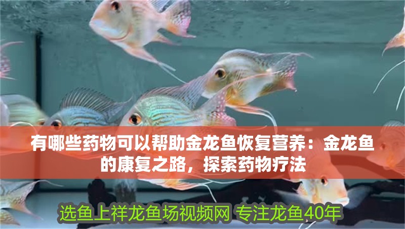 有哪些藥物可以幫助金龍魚恢復營養(yǎng)：金龍魚的康復之路，探索藥物療法