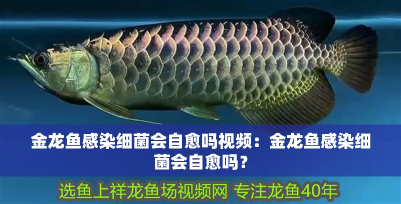 金龍魚感染細菌會自愈嗎視頻：金龍魚感染細菌會自愈嗎？
