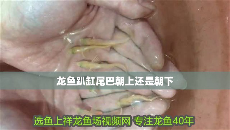 龍魚趴缸尾巴朝上還是朝下