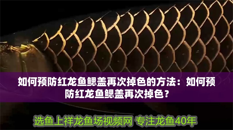 如何預防紅龍魚鰓蓋再次掉色的方法：如何預防紅龍魚鰓蓋再次掉色？