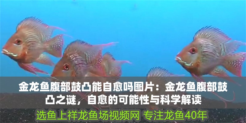 金龍魚腹部鼓凸能自愈嗎圖片：金龍魚腹部鼓凸之謎，自愈的可能性與科學(xué)解讀