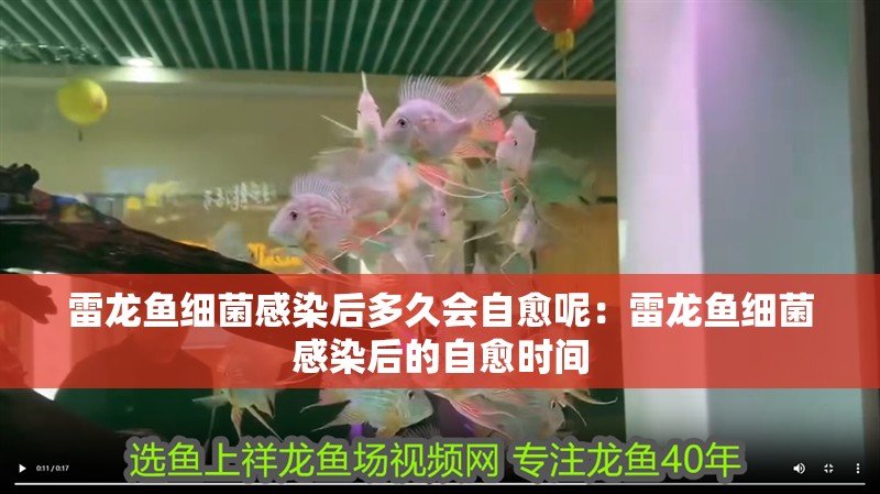 雷龍魚細菌感染后多久會自愈呢：雷龍魚細菌感染后的自愈時間