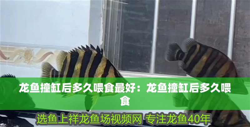 龍魚撞缸后多久喂食最好：龍魚撞缸后多久喂食