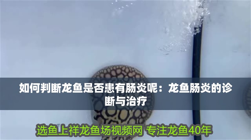 如何判斷龍魚是否患有腸炎呢：龍魚腸炎的診斷與治療