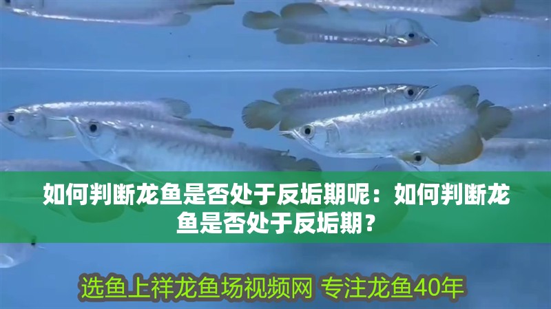 如何判斷龍魚是否處于反垢期呢：如何判斷龍魚是否處于反垢期？