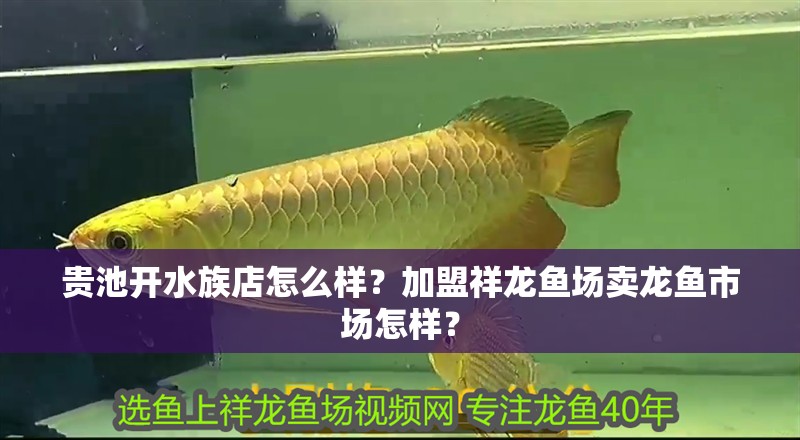 貴池開水族店怎么樣？加盟祥龍魚場(chǎng)賣龍魚市場(chǎng)怎樣？ 貴池開水族店怎么樣？加盟祥龍魚場(chǎng)賣龍魚市場(chǎng)怎樣？ 水族館百科（水族館加盟）