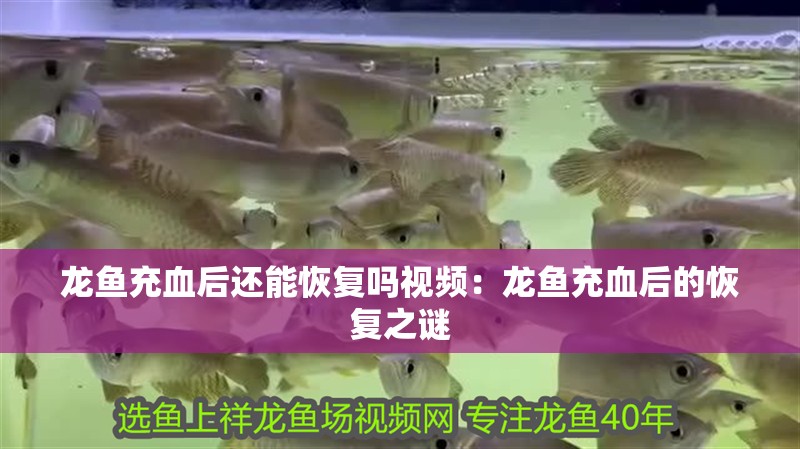 龍魚充血后還能恢復(fù)嗎視頻：龍魚充血后的恢復(fù)之謎