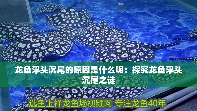 龍魚浮頭沉尾的原因是什么呢：探究龍魚浮頭沉尾之謎