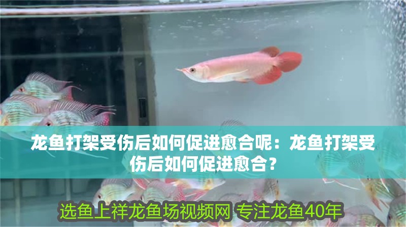 龍魚打架受傷后如何促進(jìn)愈合呢：龍魚打架受傷后如何促進(jìn)愈合？
