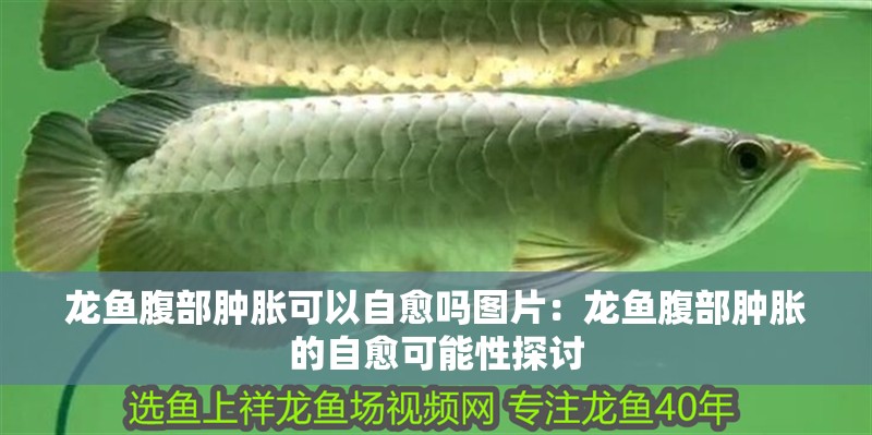 龍魚腹部腫脹可以自愈嗎圖片：龍魚腹部腫脹的自愈可能性探討
