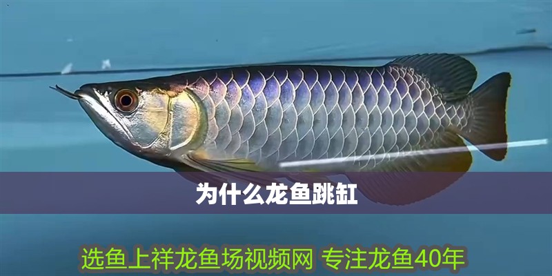為什么龍魚跳缸