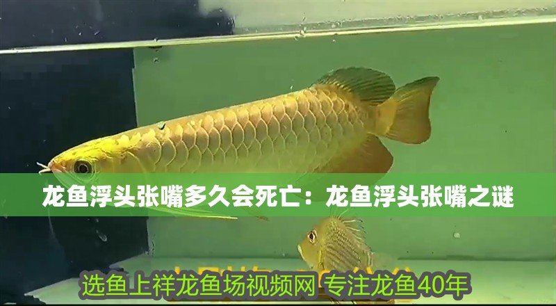 龍魚浮頭張嘴多久會死亡：龍魚浮頭張嘴之謎