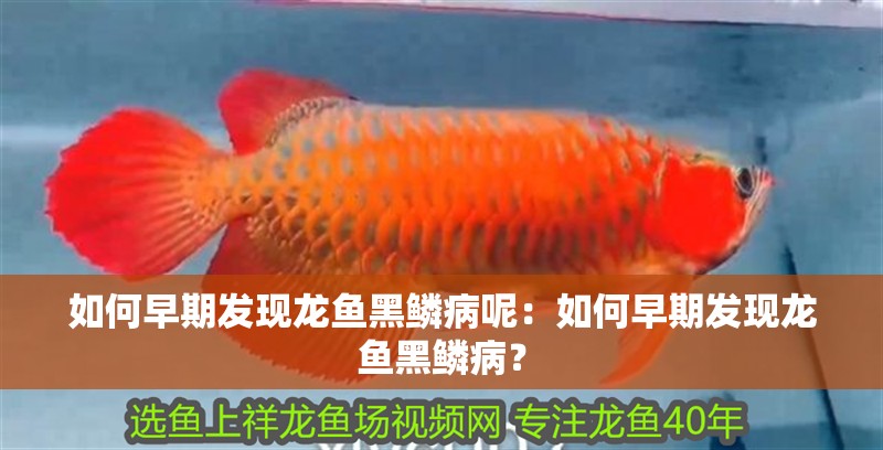 如何早期發(fā)現(xiàn)龍魚黑鱗病呢：如何早期發(fā)現(xiàn)龍魚黑鱗病？