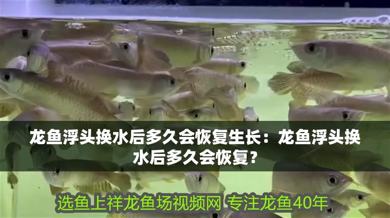 龍魚浮頭換水后多久會恢復生長：龍魚浮頭換水后多久會恢復？