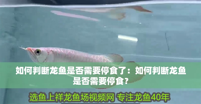 如何判斷龍魚(yú)是否需要停食了：如何判斷龍魚(yú)是否需要停食？
