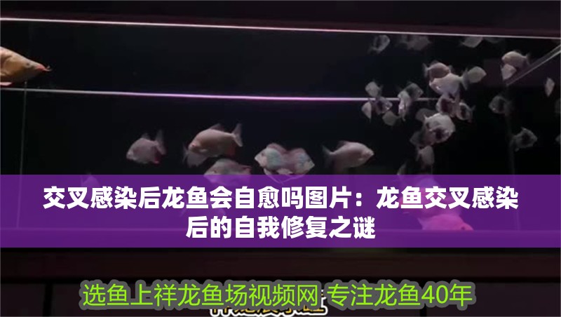 交叉感染后龍魚會自愈嗎圖片：龍魚交叉感染后的自我修復之謎 交叉感染后龍魚會自愈嗎圖片：龍魚交叉感染后的自我修復之謎 水族問答