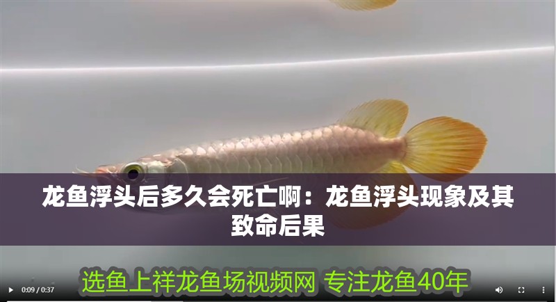 龍魚浮頭后多久會死亡啊：龍魚浮頭現(xiàn)象及其致命后果