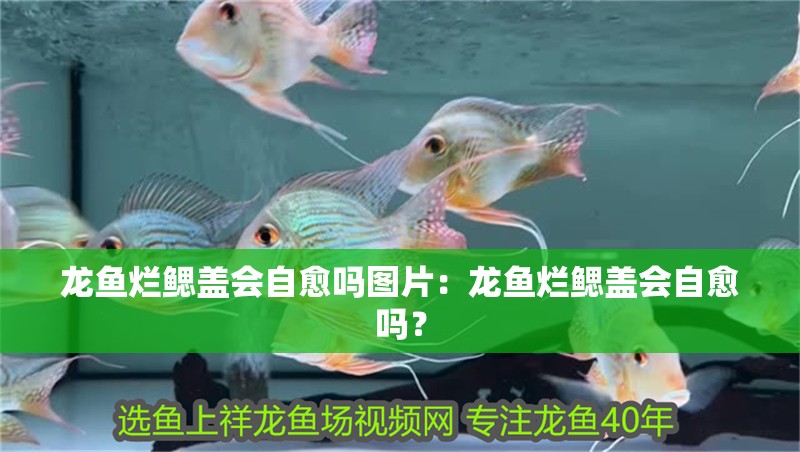 龍魚爛鰓蓋會自愈嗎圖片：龍魚爛鰓蓋會自愈嗎？