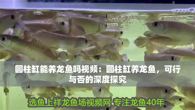 圓柱缸能養龍魚嗎視頻：圓柱缸養龍魚，可行與否的深度探究