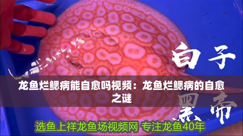 龍魚爛鰓病能自愈嗎視頻：龍魚爛鰓病的自愈之謎
