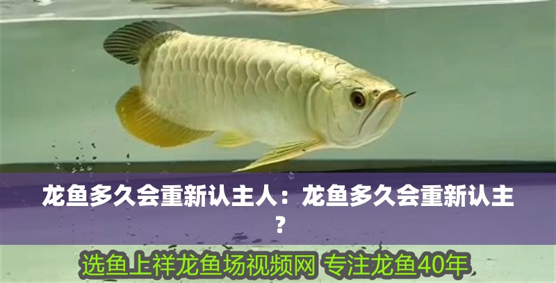龍魚多久會(huì)重新認(rèn)主人：龍魚多久會(huì)重新認(rèn)主？