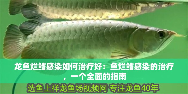 龍魚爛鰭感染如何治療好：魚爛鰭感染的治療，一個全面的指南