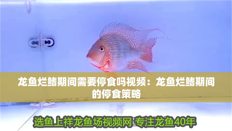 龍魚爛鰭期間需要停食嗎視頻：龍魚爛鰭期間的停食策略
