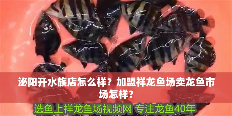 泌陽開水族店怎么樣？加盟祥龍魚場賣龍魚市場怎樣？
