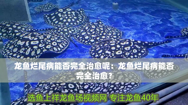 龍魚爛尾病能否完全治愈呢：龍魚爛尾病能否完全治愈？